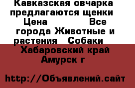 Кавказская овчарка -предлагаются щенки › Цена ­ 20 000 - Все города Животные и растения » Собаки   . Хабаровский край,Амурск г.